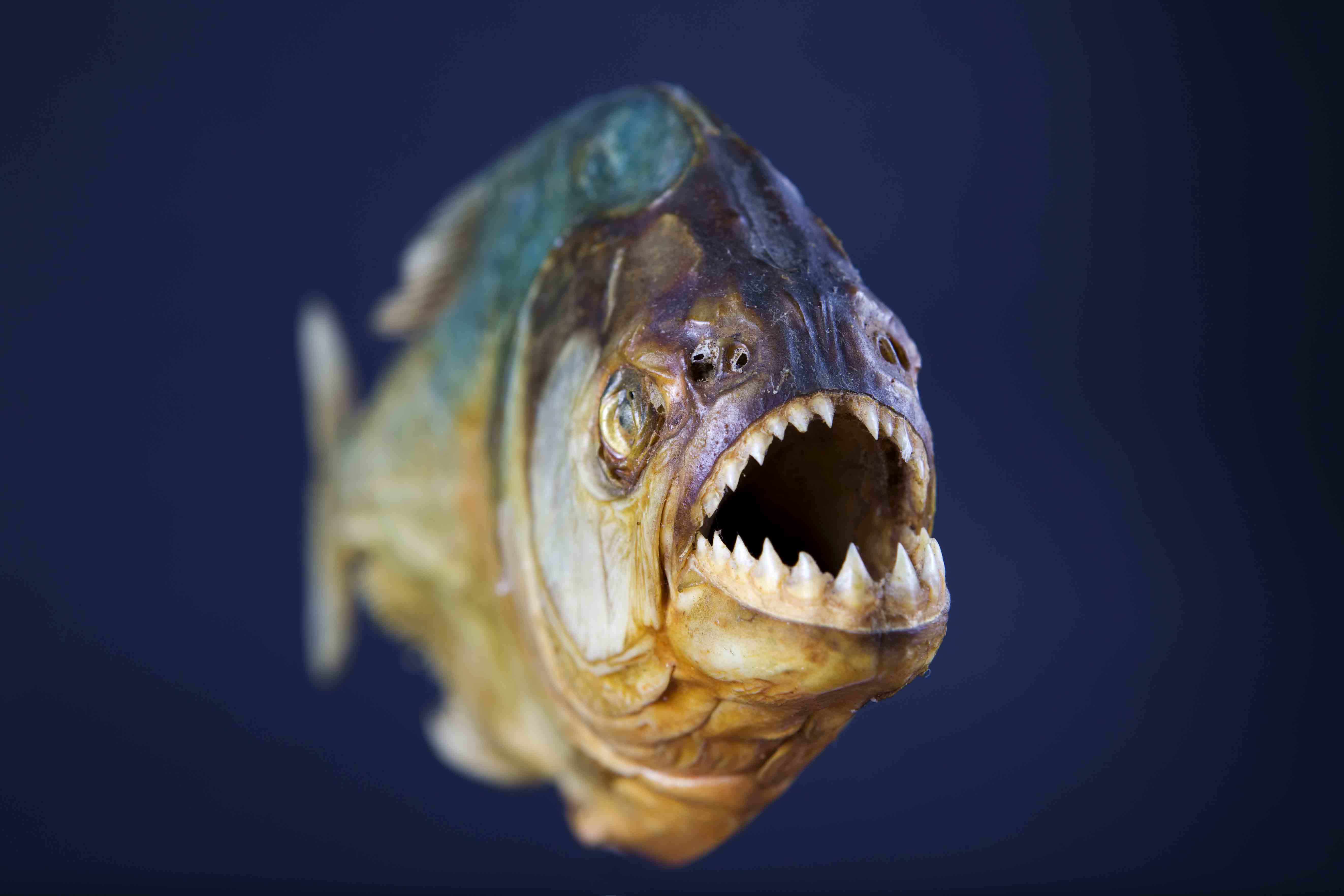 Piranha